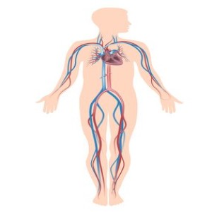 Human circulation system, eps10