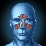 Sinus human nasal cavity with human head