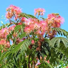 Albizia Julibrissin