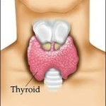 thyroid 3