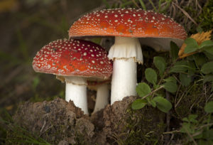 Two mushroom in the autumn forest, poisonous mushrooms.