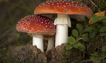 Lipoic Acid and Toxic Mushrooms