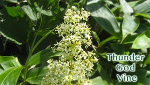 Tripterygium Wilfordii Hook F TwHF Wholehealthweb tripterygium-wilfordii-hook-f-twhf-wholehealthweb