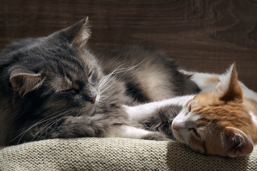 Can Exposure to Cats Actually Protect Against Asthma?