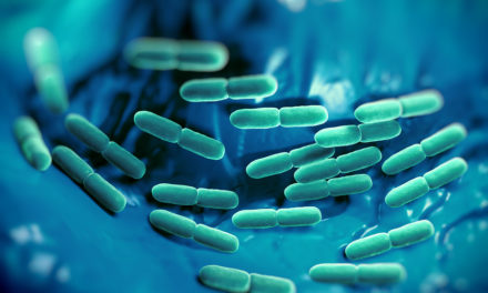 Bacteria in Bowel Linked to Weight Gain