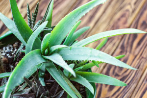 Potted Aloe Vera Plant. Aloe vera leaves tropical green plants tolerate hot weather  