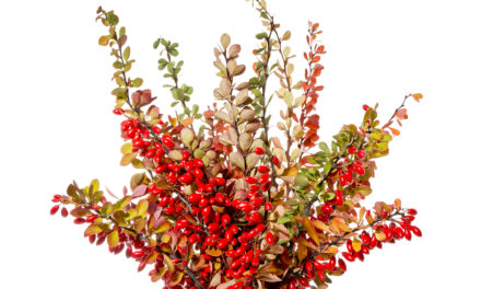 Antioxidant Activity and Other Qualities of Berberine