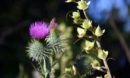Milk Thistle and Liver Cancer